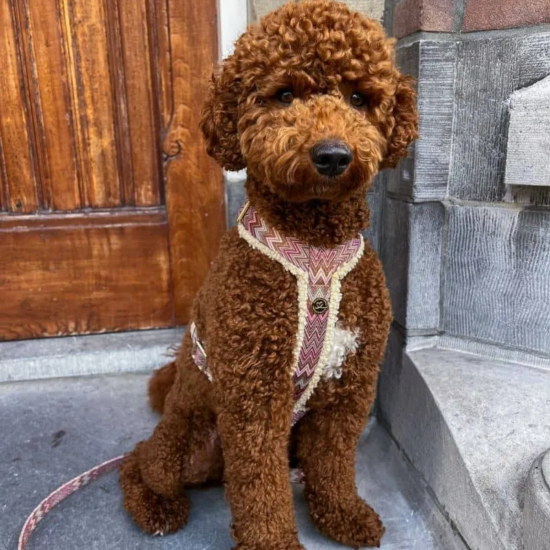 HARNAIS STRAP (EN Y) SHERPA POUR CHIEN - MOTIF ZIGZAG "ZAZZY" ET TISSU SHERPA