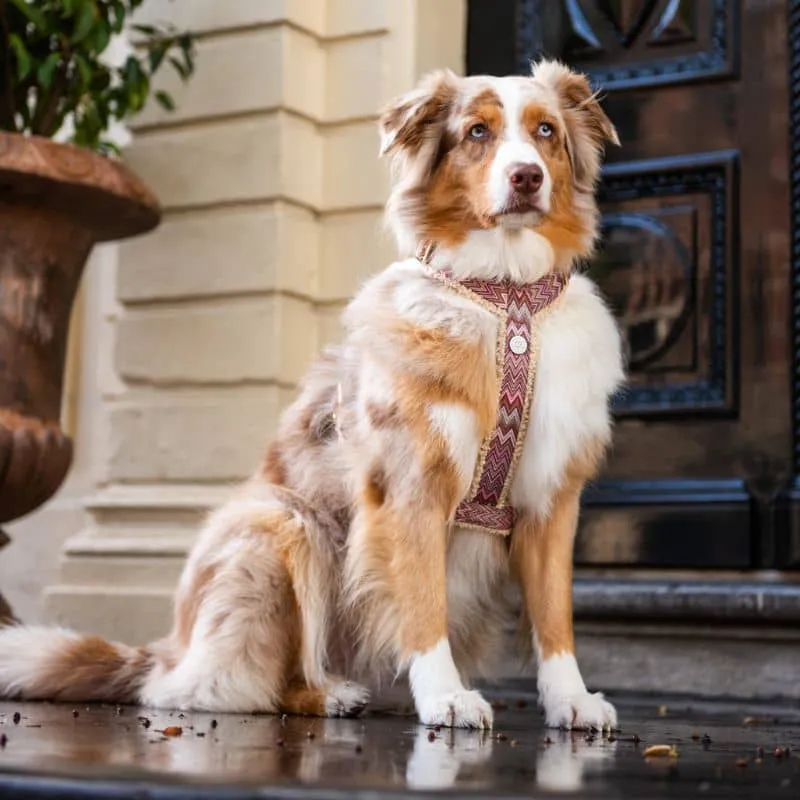 HARNAIS STRAP (EN Y) SHERPA POUR CHIEN - MOTIF ZIGZAG "ZAZZY" ET TISSU SHERPA