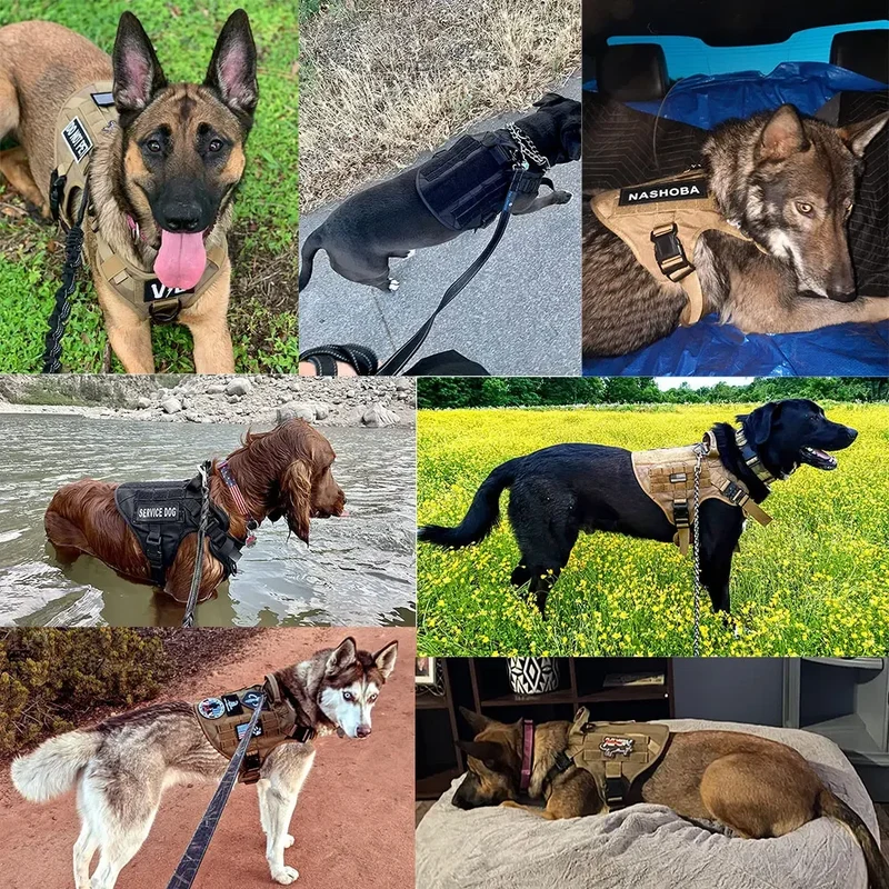 Harnais Tactique Chien Set Complet avec Pochettes Molle