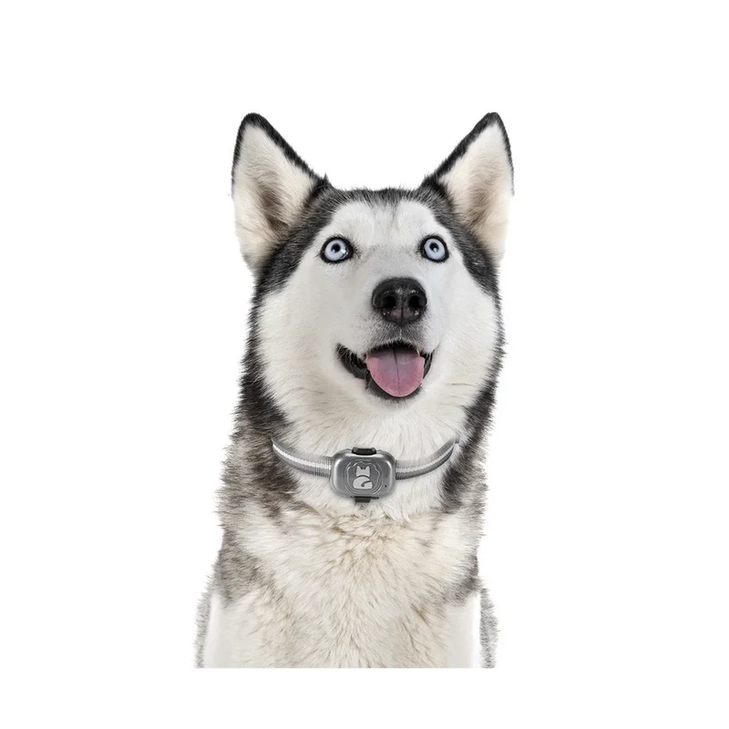 Traceur GPS 4G Chien Étanche à Clipser sur Collier