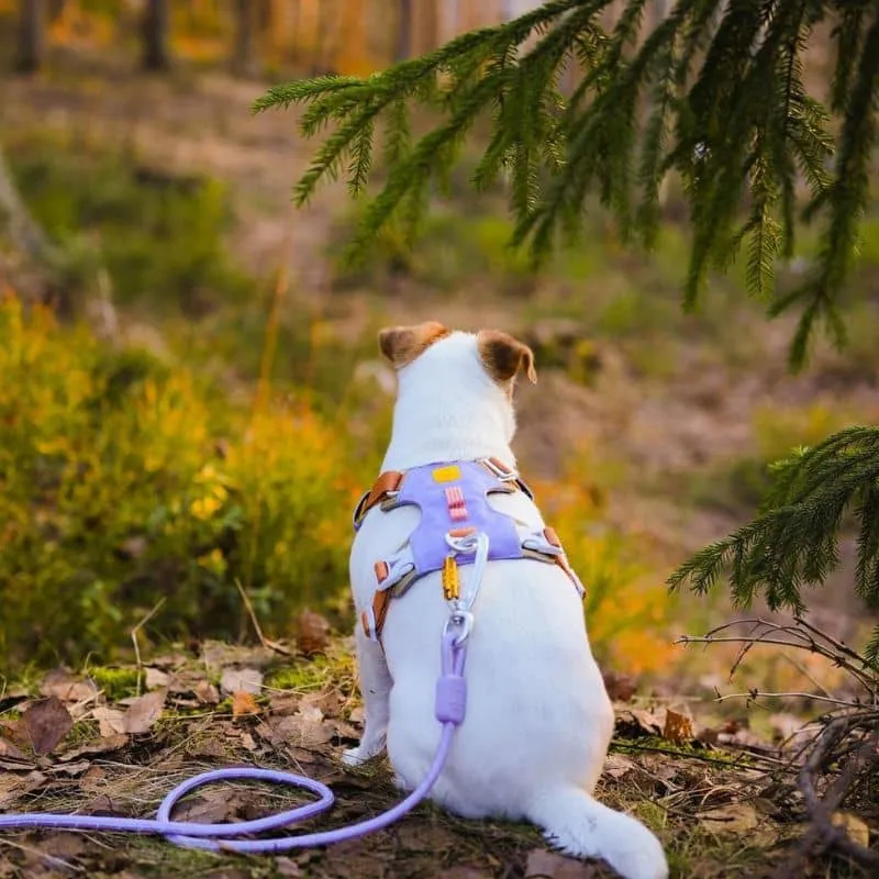 LAISSE RÉFLÉCHISSANTE EN CORDE POUR CHIEN - MAUVE LAVENDER (2 TAILLES DISPO)
