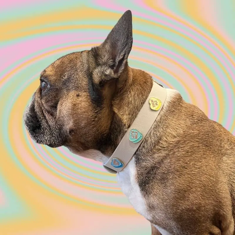 COLLIER POUR CHIEN AVEC CHARMS - 💖 BAD B*TCH / GOOD BOY CLUB 💖