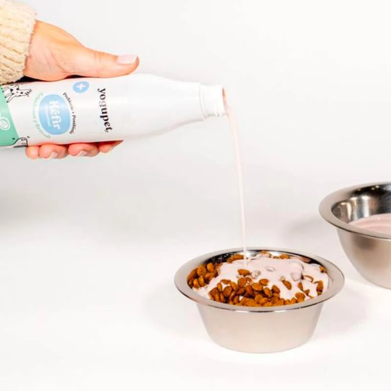 KEFIR POUR CHIEN OU CHAT - MYRTILLES ET BROCOLI 🫐 🥦