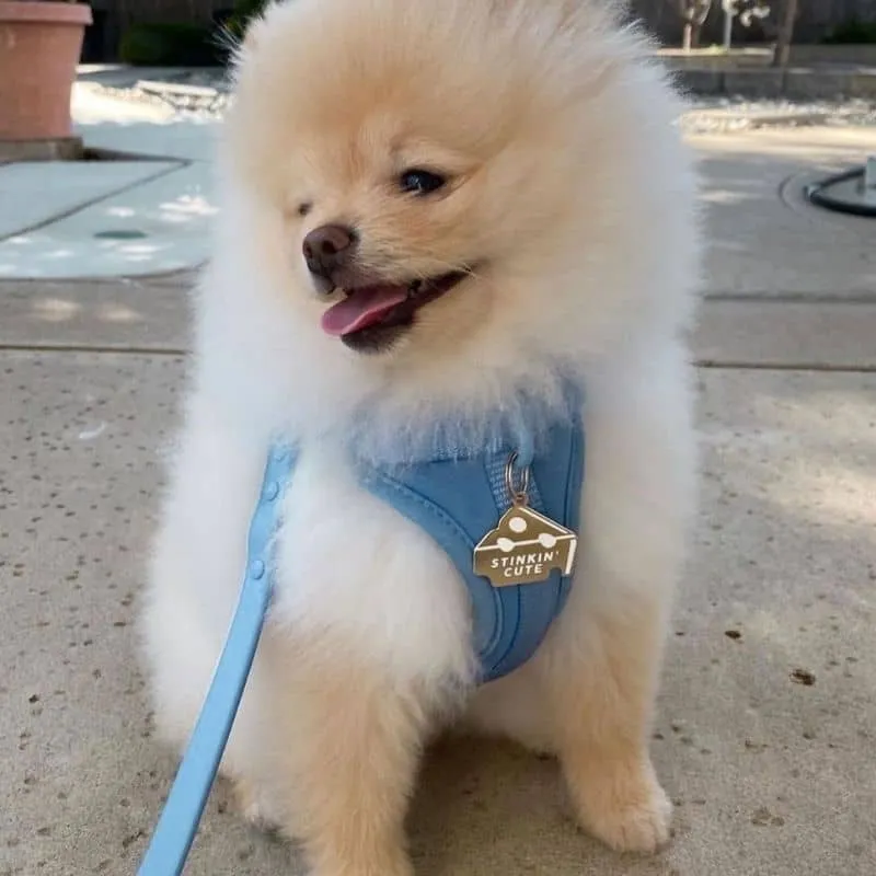 MÉDAILLE POUR CHIEN - STINKIN' CUTE