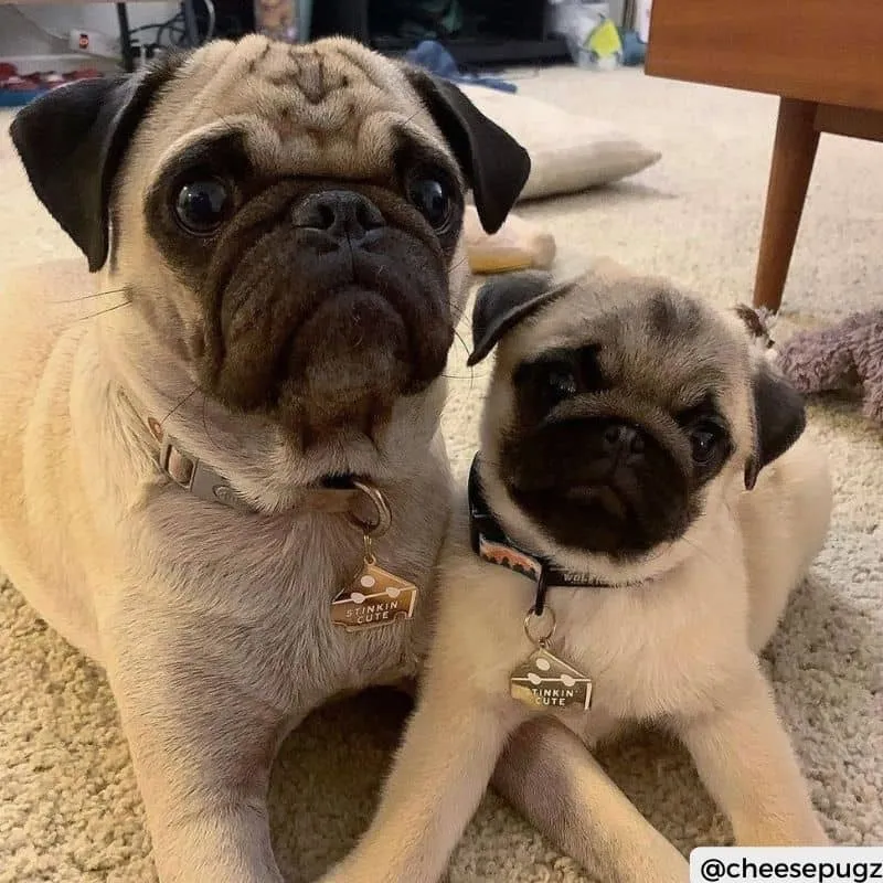 MÉDAILLE POUR CHIEN - STINKIN' CUTE