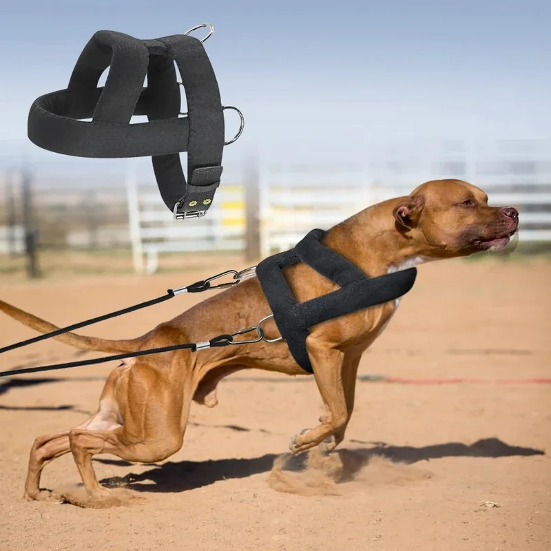 Harnais Y Molletonné Cuir Noir Gros Chien