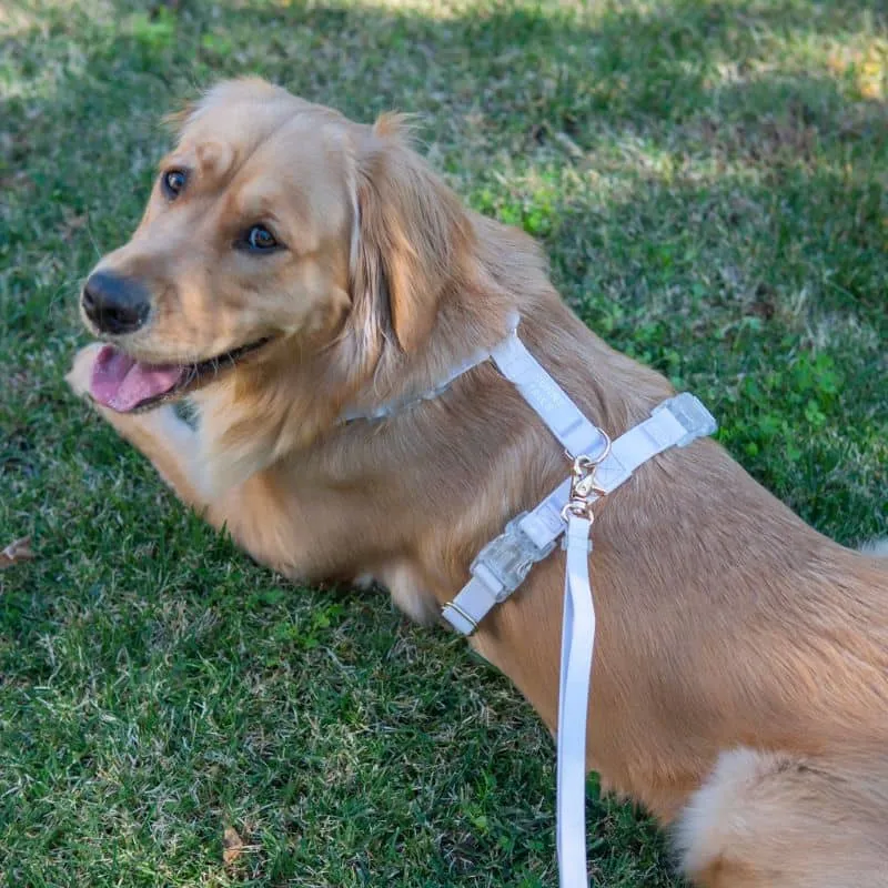 HARNAIS POUR CHIEN WATERPROOF - LAVANDE *BOUCLES TRANSPARENTES*
