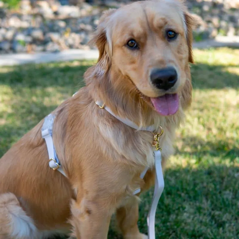 HARNAIS POUR CHIEN WATERPROOF - LAVANDE *BOUCLES TRANSPARENTES*