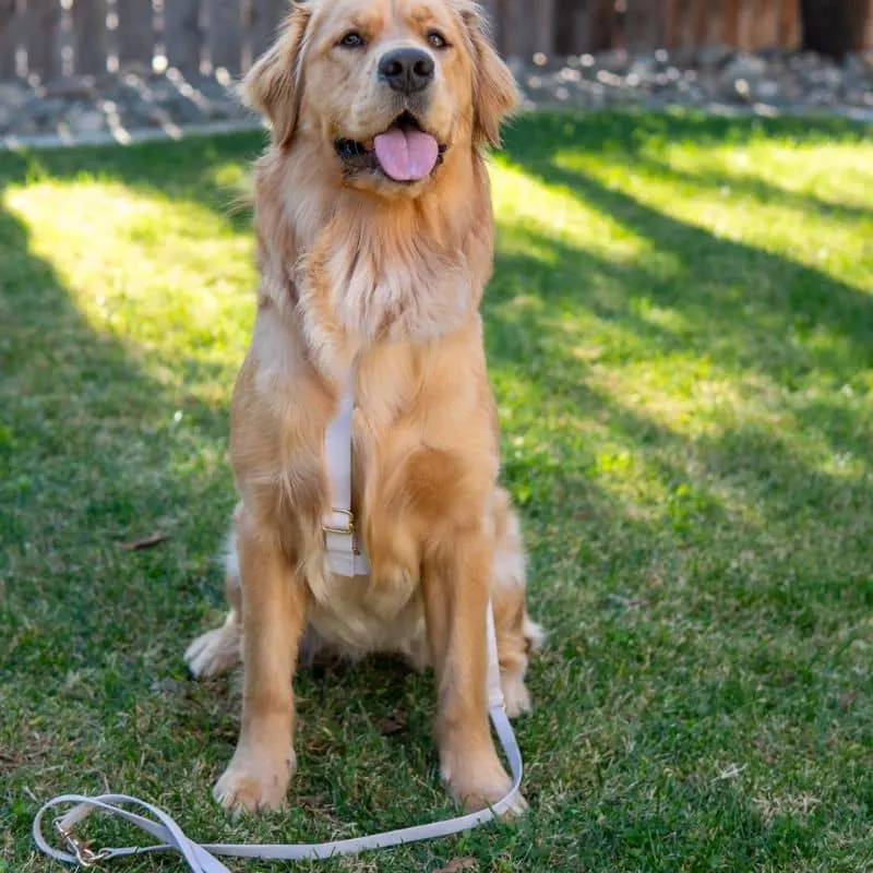 HARNAIS POUR CHIEN WATERPROOF - LAVANDE *BOUCLES TRANSPARENTES*