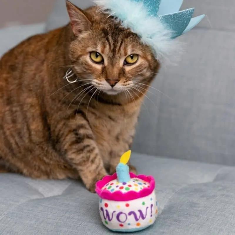 JOUET POUR CHAT À L’HERBE À CHAT - GÂTEAU ANNIVERSAIRE 🎂