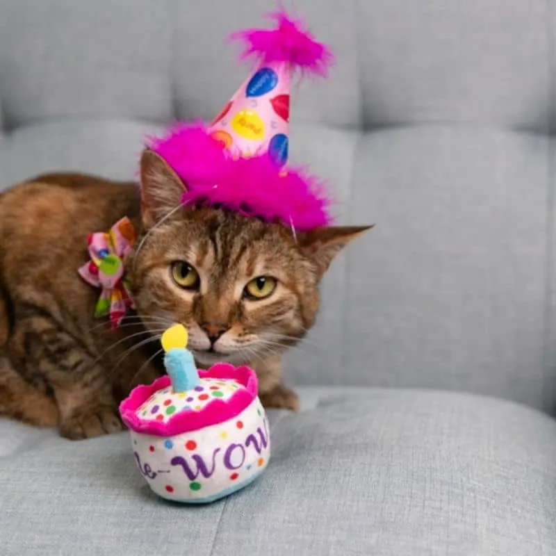 JOUET POUR CHAT À L’HERBE À CHAT - GÂTEAU ANNIVERSAIRE 🎂