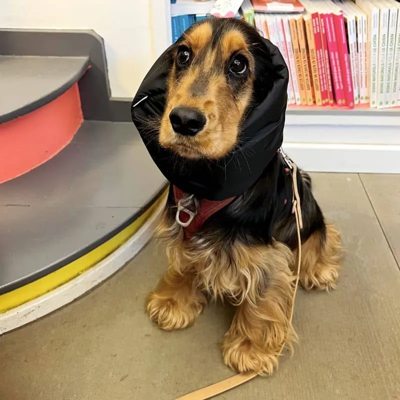 SNOOD HIVER WATERPROOF ET FOURRÉ POUR CHIEN - NOIR