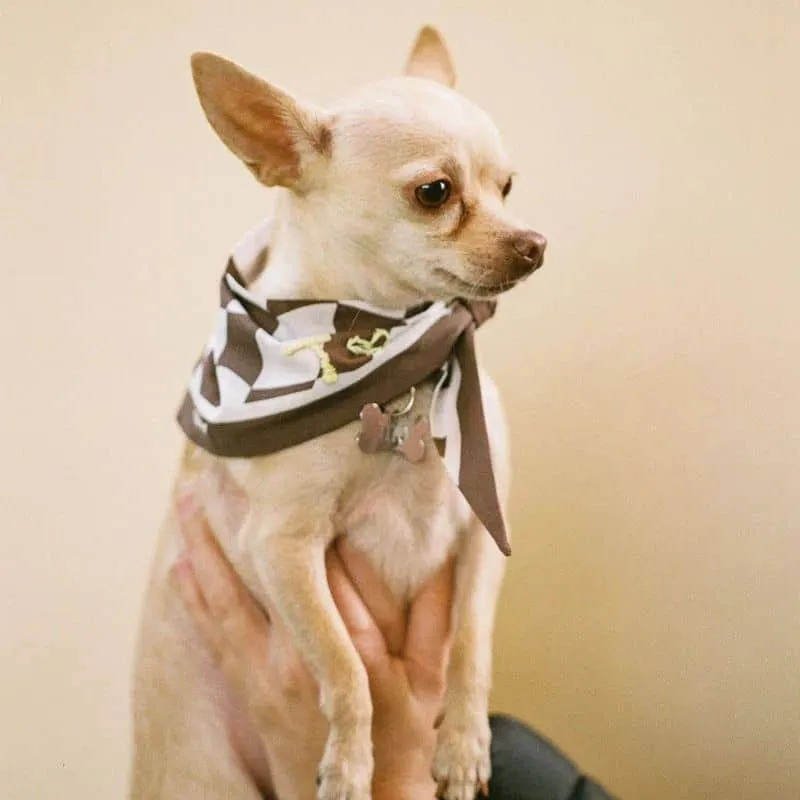 BANDANA POUR CHIEN - CHECKMATE MARRON "HERSHEY"