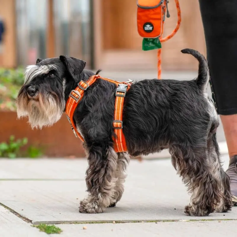HARNAIS POUR CHIEN COMFORT WALK AIR™ - ORANGE