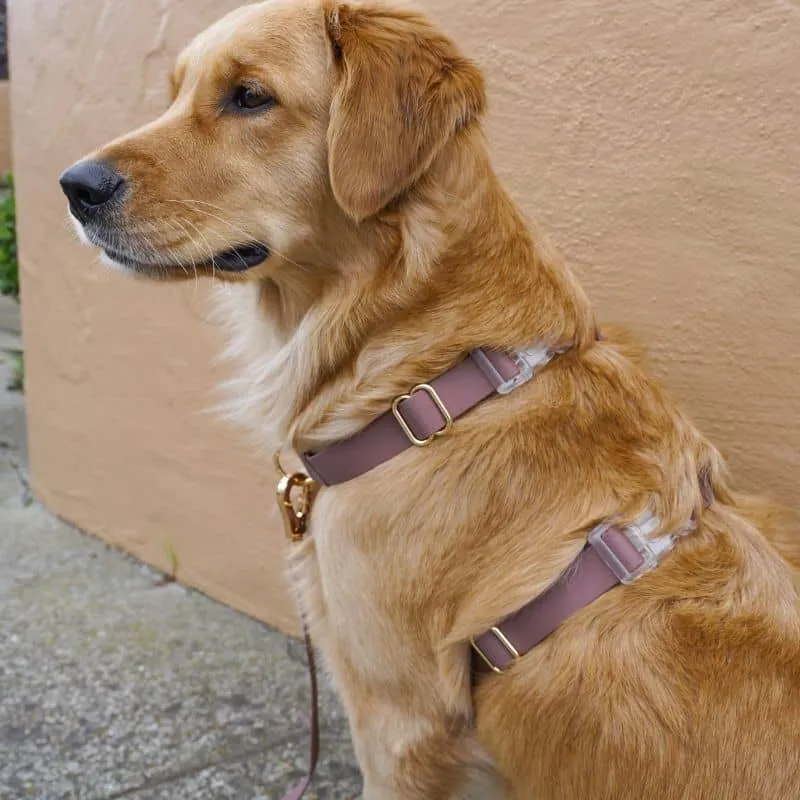 HARNAIS POUR CHIEN WATERPROOF - MARRON ESPRESSO *BOUCLES TRANSPARENTES*