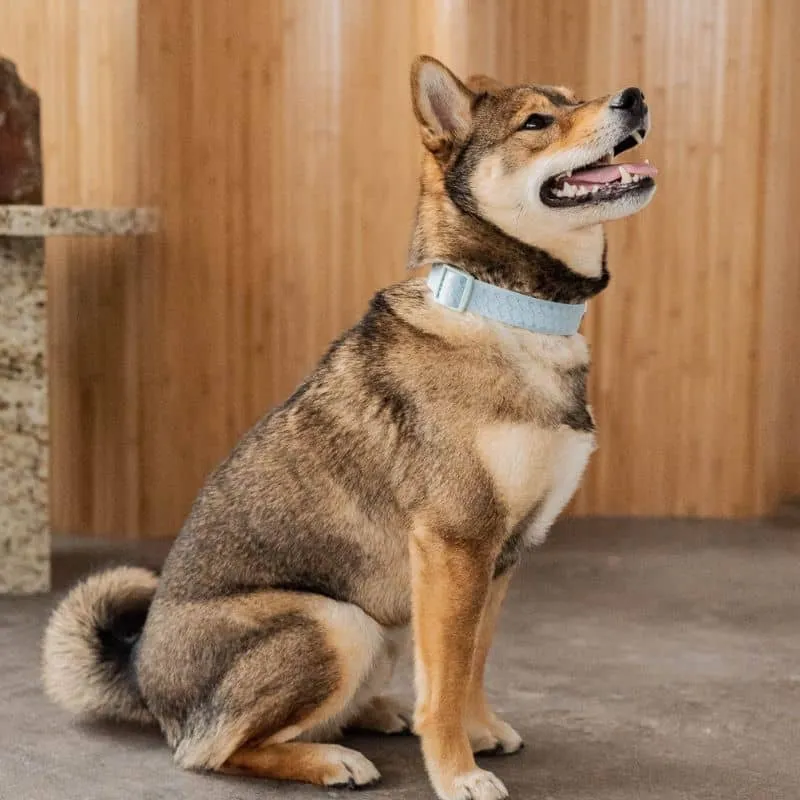 COLLIER POUR CHIEN EN TISSU - BLEU CLOUD ☁️