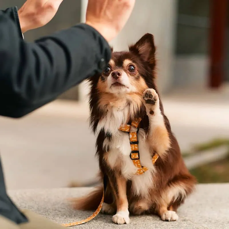 HARNAIS STRAP (EN Y) POUR CHIEN - MEMPHIS JAUNE MOUTARDE