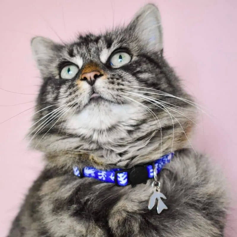 COLLIER POUR CHAT ARTY AVEC MÉDAILLE - HENRI CATISSE 🎨
