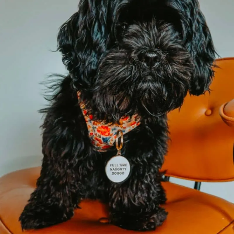MÉDAILLE POUR CHIEN - NAUGHTY DOGGO 😈