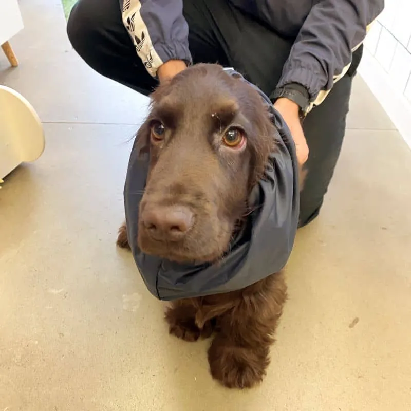 SNOOD WATERPROOF POUR CHIEN - BLEU MARINE