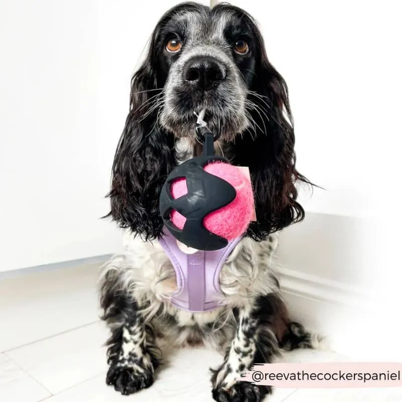 SUPPORT AVEC MOUSQUETON POUR BALLE DE TENNIS POUR CHIEN
