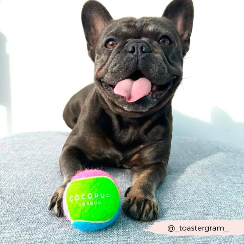 BALLE DE TENNIS POUR CHIEN - 3 COULEURS DISPO