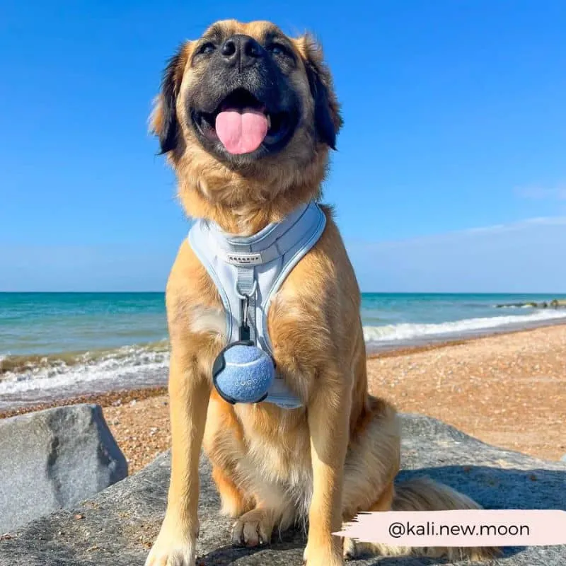 BALLE DE TENNIS POUR CHIEN - 3 COULEURS DISPO