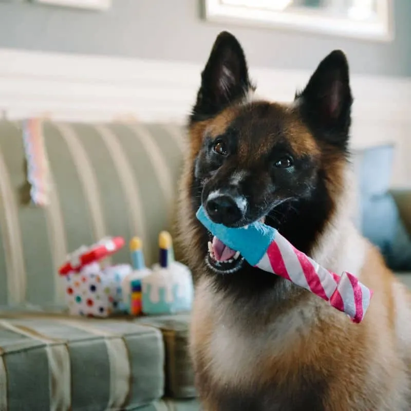 PELUCHE QUI BOUGE POUR CHIEN - LANGUE DE BELLE MÈRE COTILLON