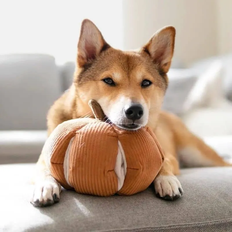 JEU D’OCCUPATION ET DE FOUILLE POUR CHIEN - "CINDERELLA" CITROUILLE