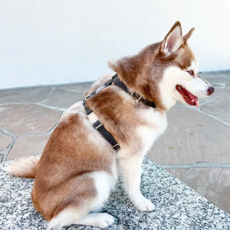 HARNAIS POUR CHIEN WATERPROOF - NOIR *BOUCLES TRANSPARENTES*