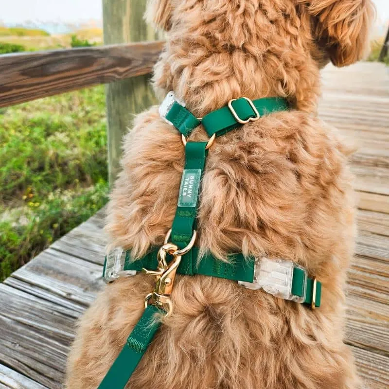 HARNAIS POUR CHIEN WATERPROOF - VERT *BOUCLES TRANSPARENTES*