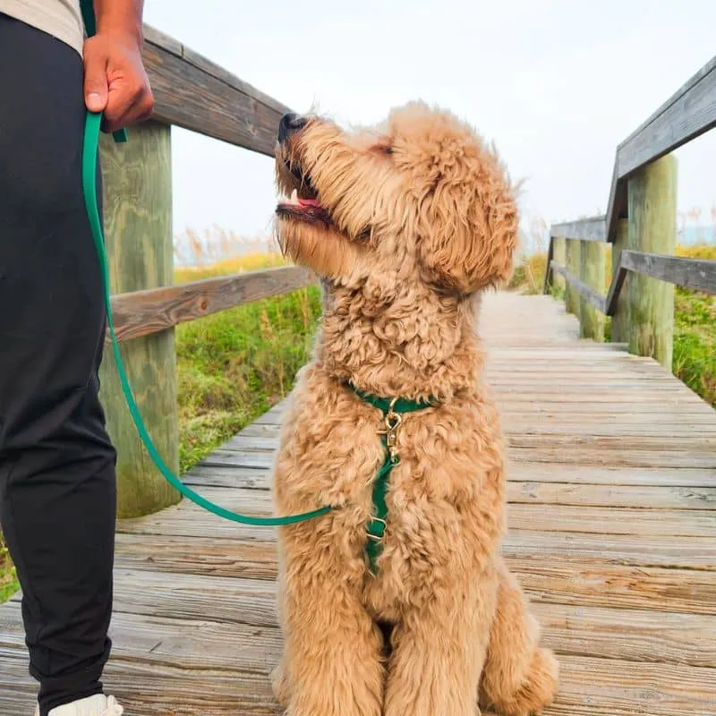 HARNAIS POUR CHIEN WATERPROOF - VERT *BOUCLES TRANSPARENTES*