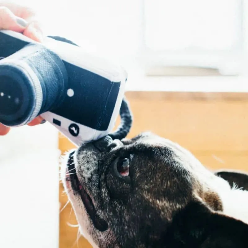 PELUCHE POUR CHIEN - APPAREIL PHOTO 📷