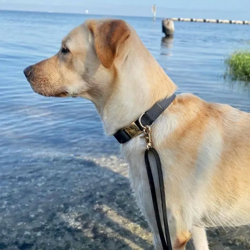 COLLIER POUR CHIEN WATERPROOF - NOIR