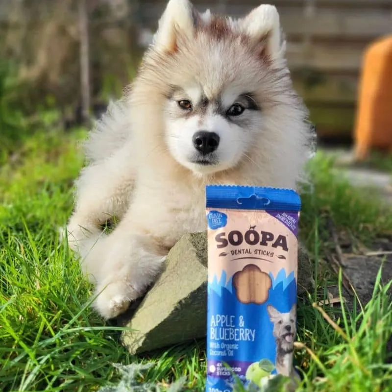 BÂTONNETS DENTAIRES À MÂCHER POUR CHIEN - POMME ET MYRTILLE