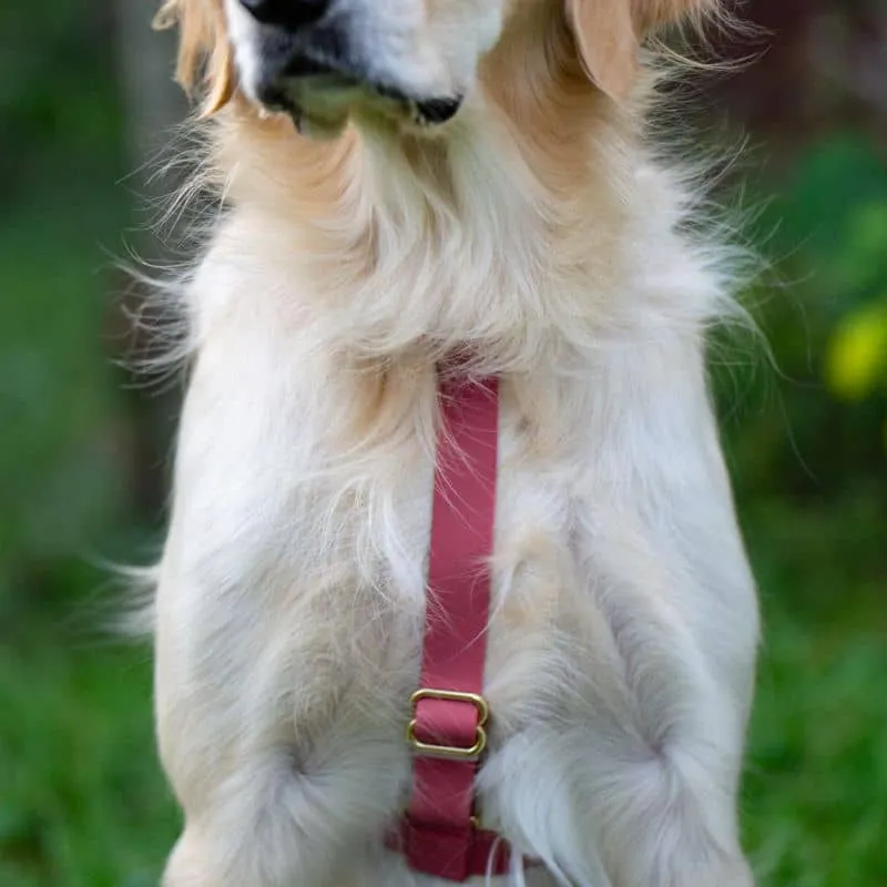 HARNAIS POUR CHIEN WATERPROOF - FRAMBOISE *BOUCLES TRANSPARENTES*