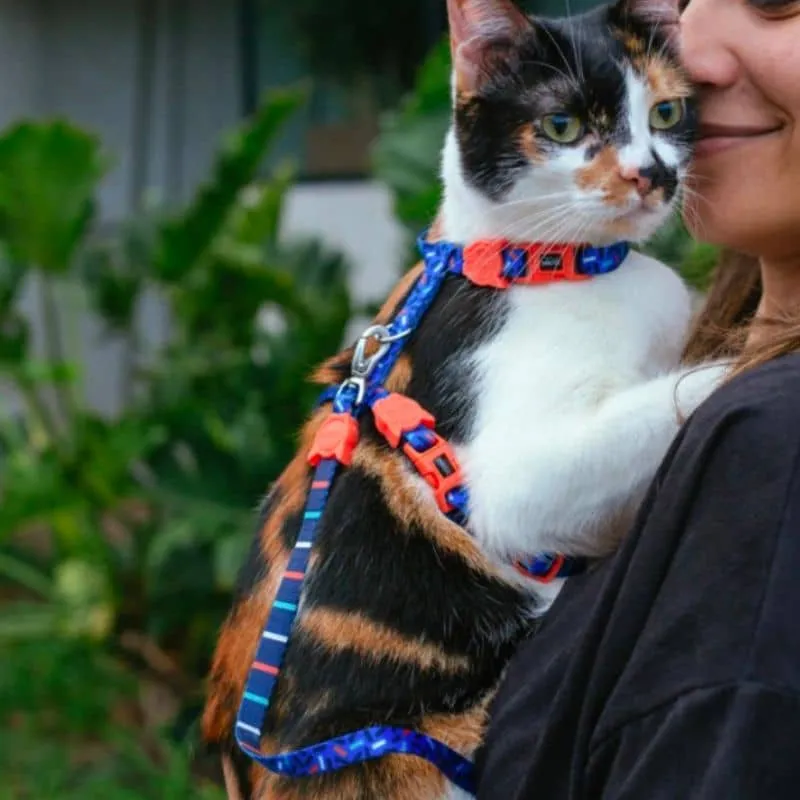 HARNAIS + LAISSE POUR CHAT - ATLANTA * CONFETTI