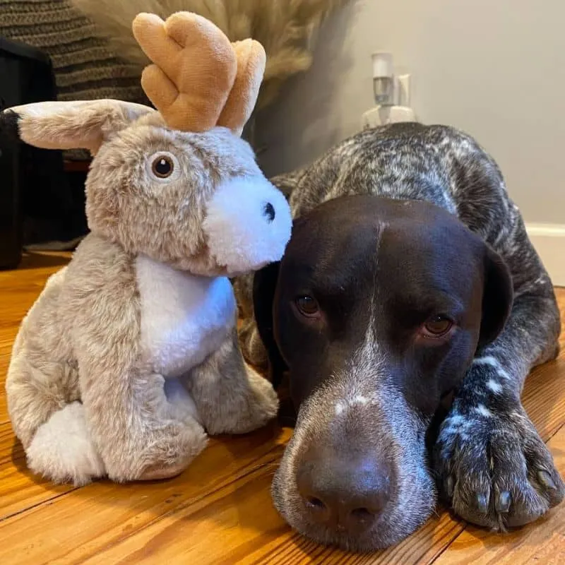 PELUCHE QUI BOUGE POUR CHIEN - JACKALOPE