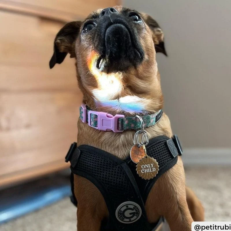 MÉDAILLE POUR CHIEN - ONLY CHILD