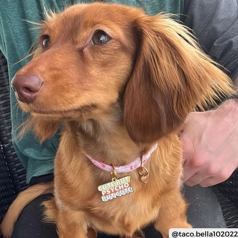 MÉDAILLE POUR CHIEN - CUTE BUT PSYCHO BUT CUTE