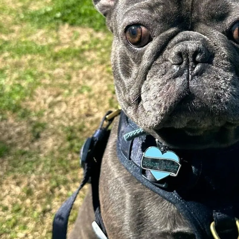 MÉDAILLE POUR CHIEN - DADDY'S BOY (FILS À PAPA)