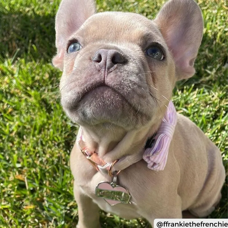 MÉDAILLE POUR CHIEN - MAMA'S GIRL (FILLE À MAMAN)