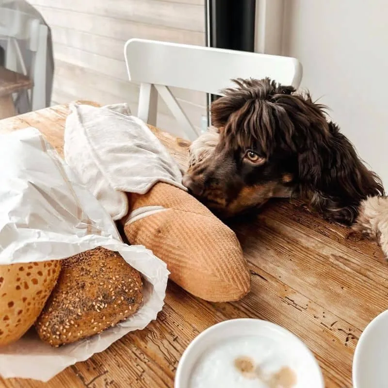 JEU D’OCCUPATION ET DE FOUILLE POUR CHIEN - BAGUETTE 🥖