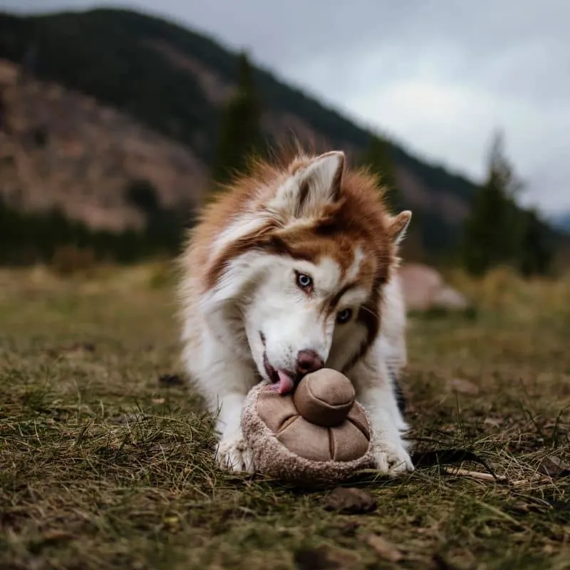 JEU D’OCCUPATION ET DE FOUILLE POUR CHIEN OU CHAT - "GUU" CHAMPIGNON (2 TAILLES DISPO) 🍄