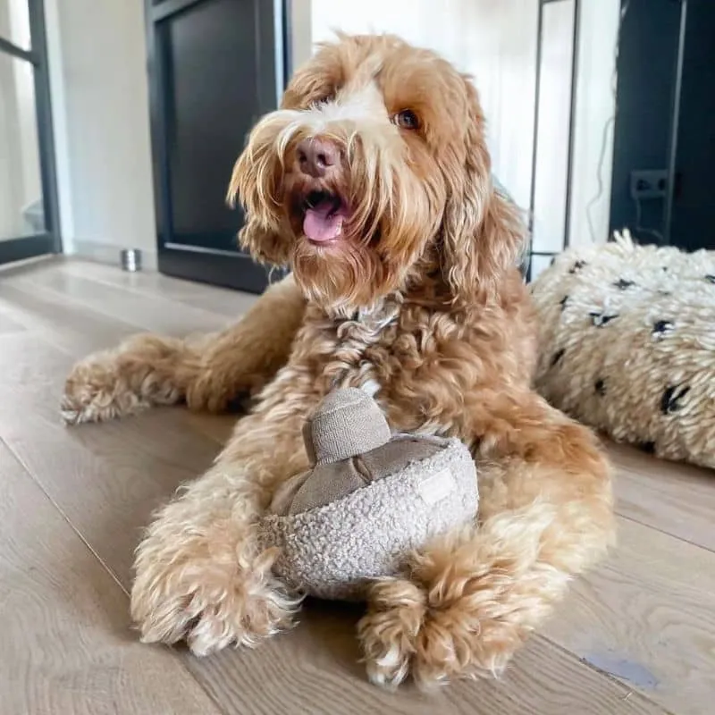 JEU D’OCCUPATION ET DE FOUILLE POUR CHIEN OU CHAT - "GUU" CHAMPIGNON (2 TAILLES DISPO) 🍄