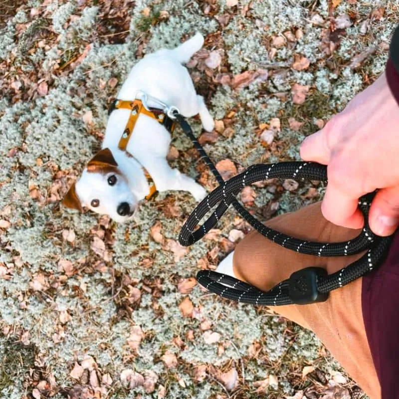 LAISSE RÉFLÉCHISSANTE EN CORDE POUR CHIEN - NOIR (2 TAILLES DISPO)