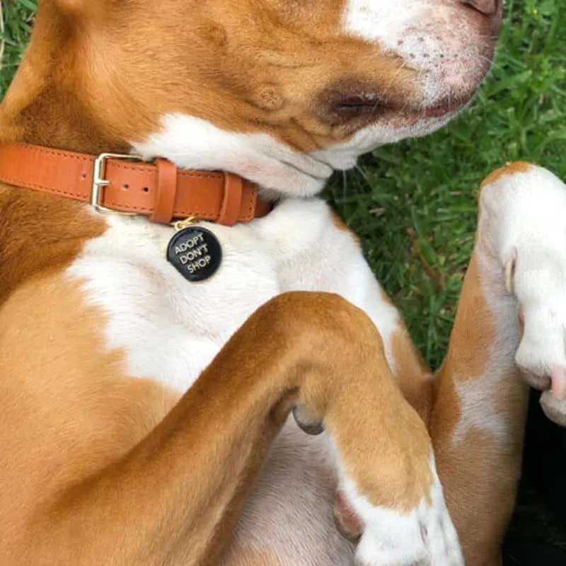 MÉDAILLE POUR CHIEN - ADOPT DON'T SHOP