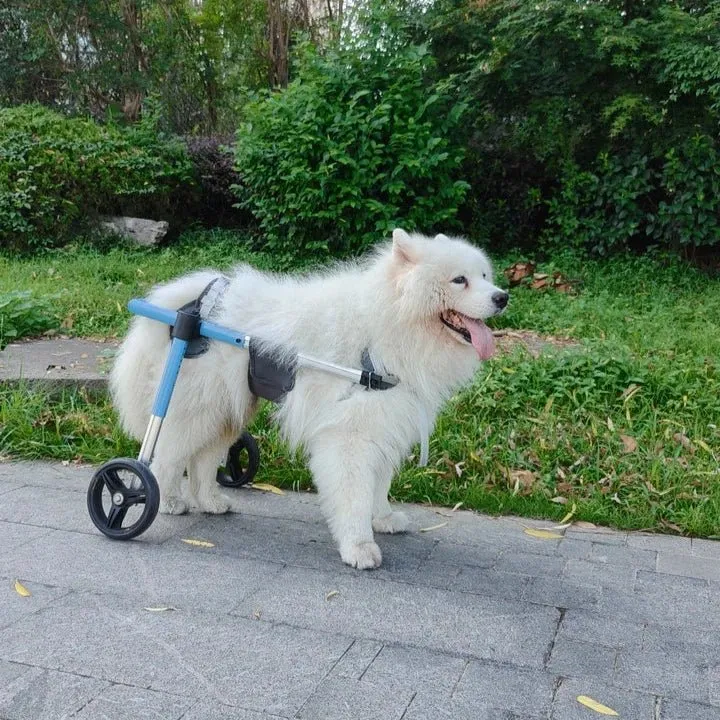 Chariot Marche Chien Handicapé Mobilité