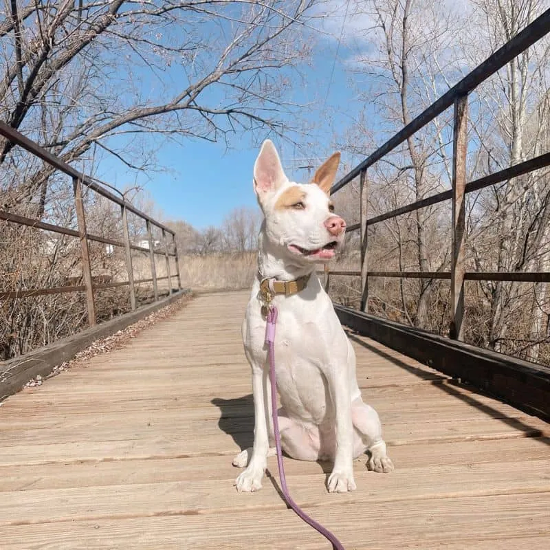 LAISSE EN CORDE POUR CHIEN - LAVANDE
