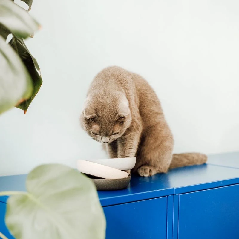 GAMELLE POUR CHAT EN BAMBOU (3 COULEURS DISPO)